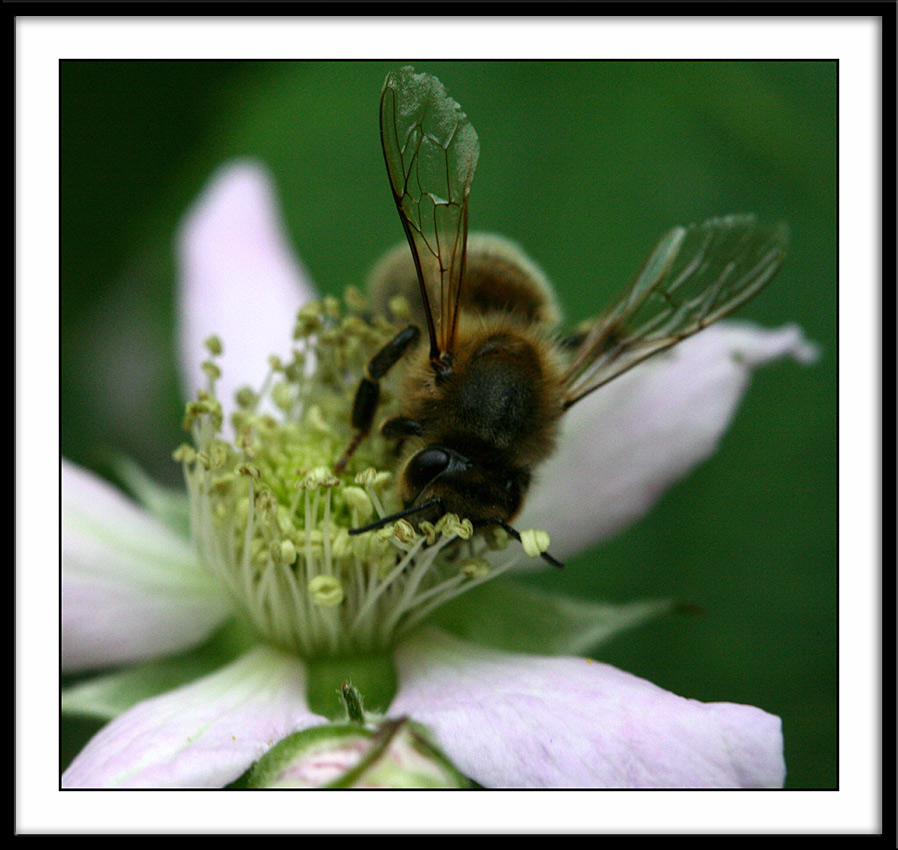 bzzzzz