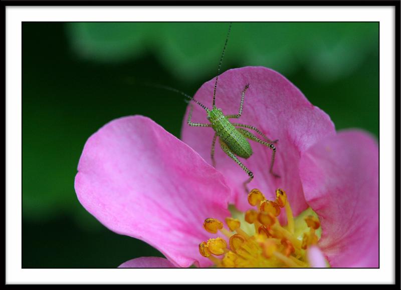 Chtite bestiole verte