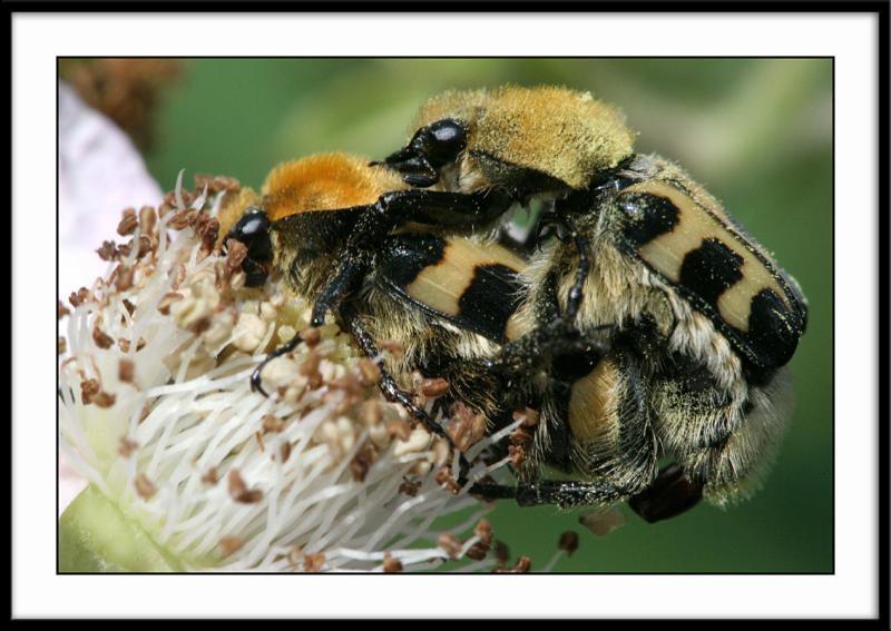 Trichius fasciatusau pluriel