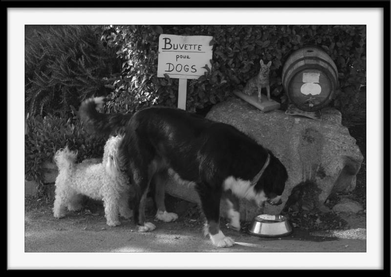 Buvette pour dogs(2)