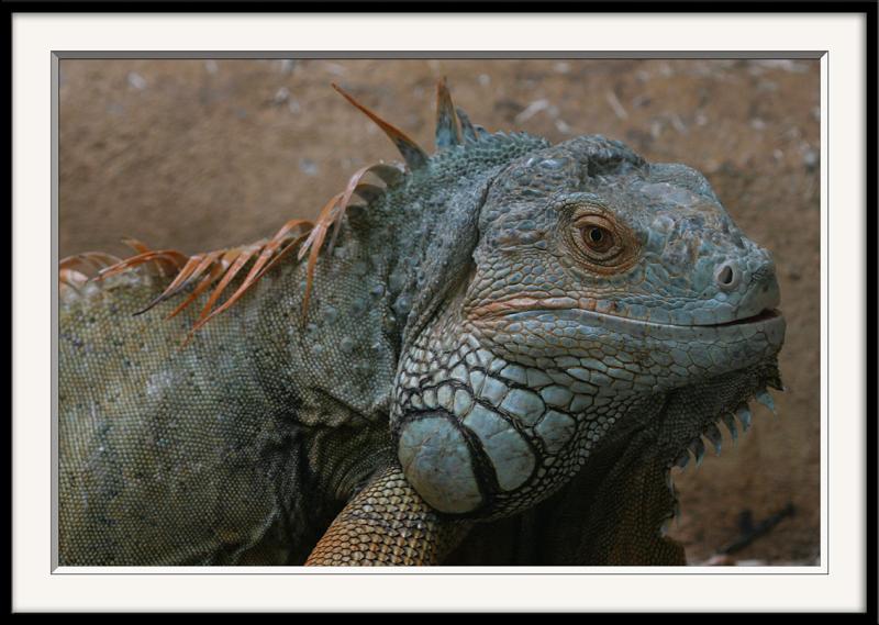 La faune bretonne:IguaneLe puzzle 