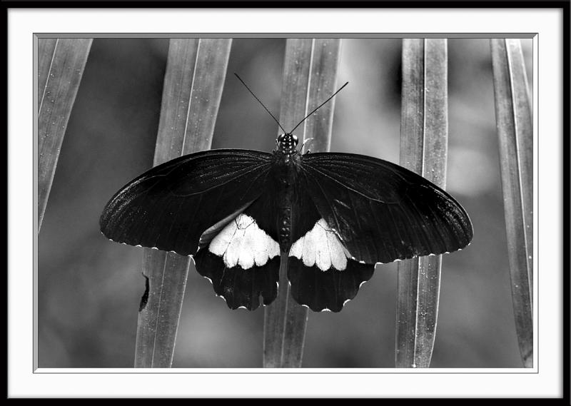 Papillon noir et blanc (2)