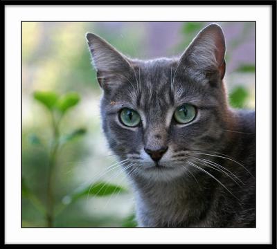 v3/43/70143/3/44761541.chatsmacro_123minette.jpg