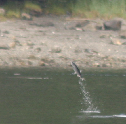 Jumping Fish 2.jpg