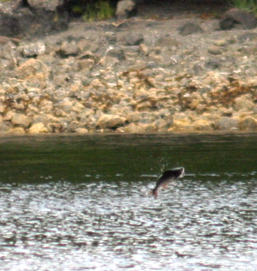 jumping fish 4.jpg