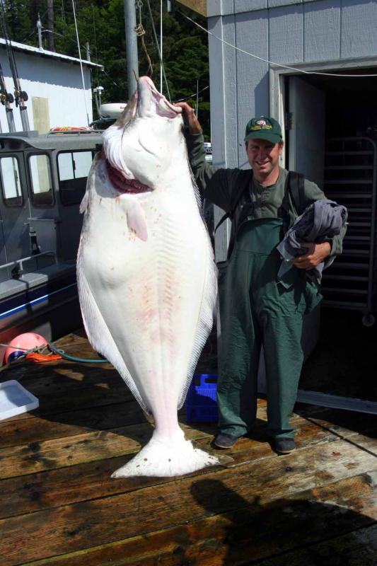 275 lb Halibut and Wannabee Fisherman.jpg