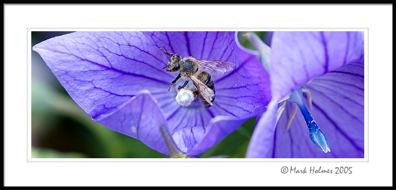 Bee macro