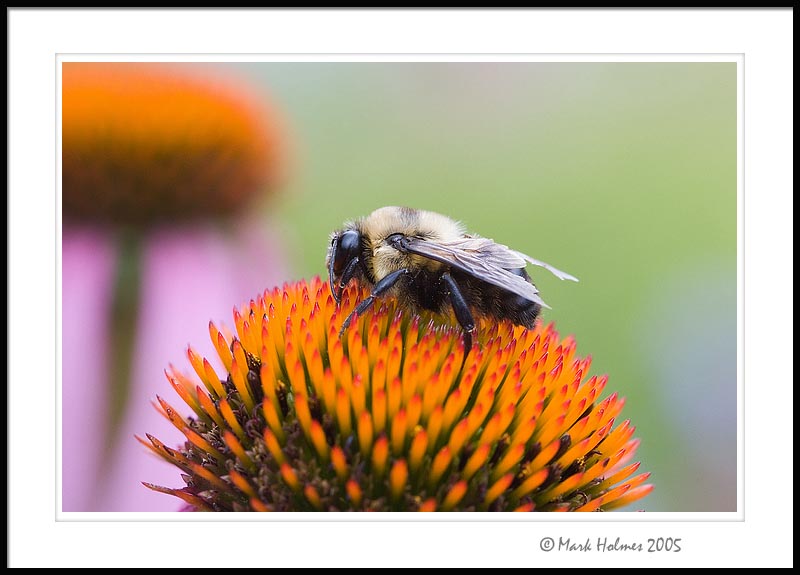 bumblebee on echinacea