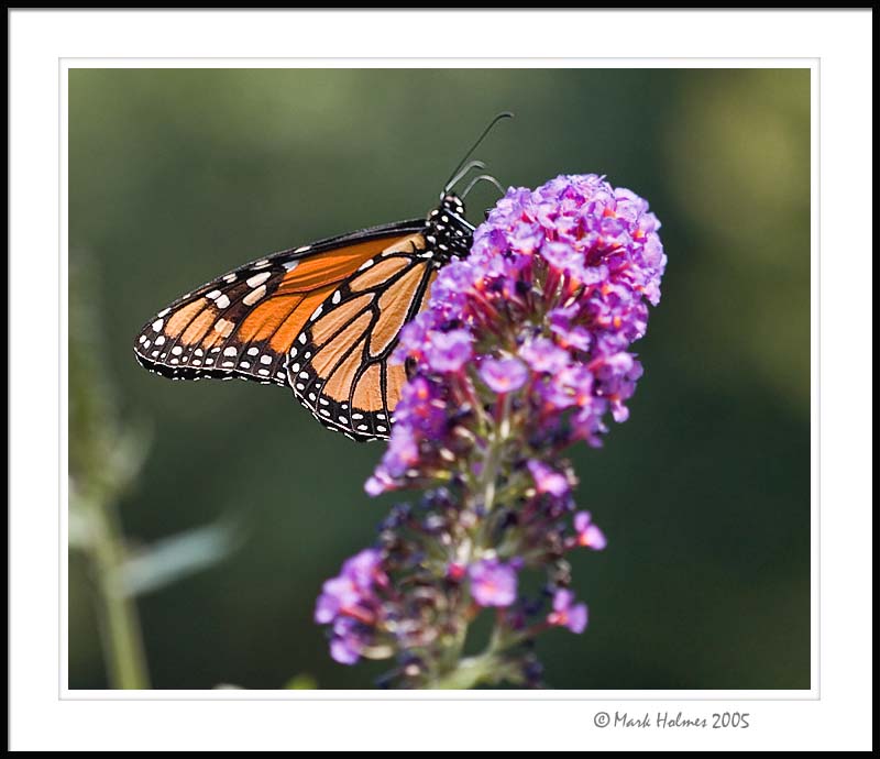 Monarch Butterfly
