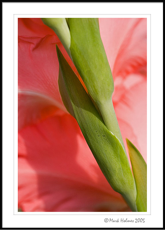 Gladiola - view from the back