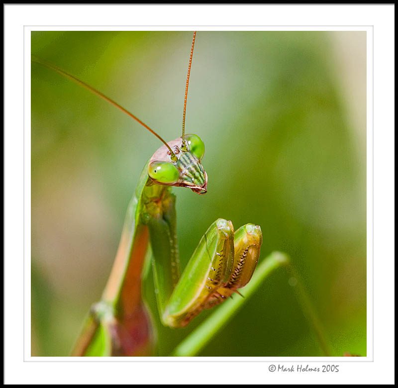 praying mantis closeup