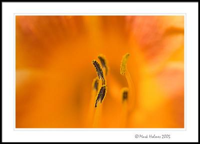 Daylily macro