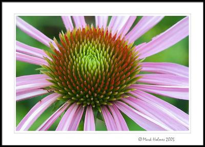 echinacea