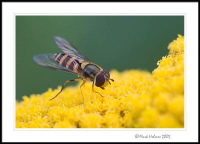 Hover Fly (also known as Flower Fly)  on Yarrow