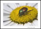 Japanese beetle on Shasta Daisy