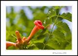 Trumpet Vine