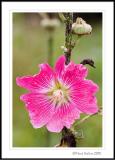 Hollyhock