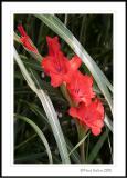 Gladiolas