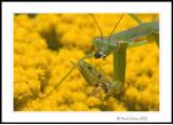 Praying Mantis on Yarrow