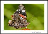 American Painted Lady