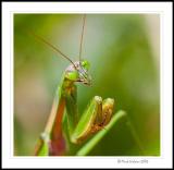 praying mantis closeup