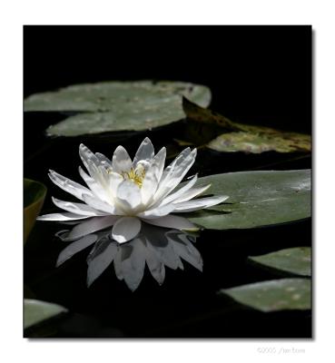 Water Lily 08282005_01