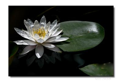 Water Lily 08282005_03