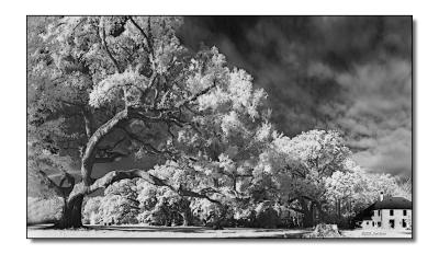 v3/44/232344/3/49647974.LiveOakPano09222005WebFramed.jpg