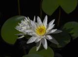 Water Lily_01