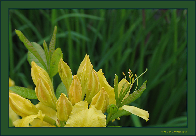 Yellow Azalea