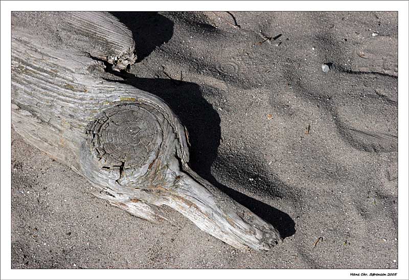 Wood on the beach