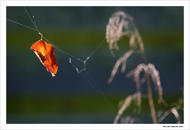 Catch in the web