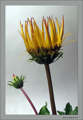 Osteospermum