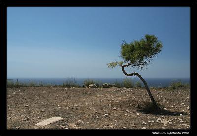 Lonely tree