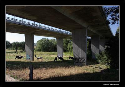 Highway and Cows