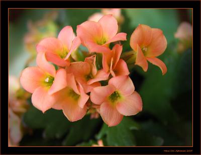 Rosa flower