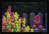 Behind the fence in the little garden!