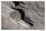 Wood on the beach