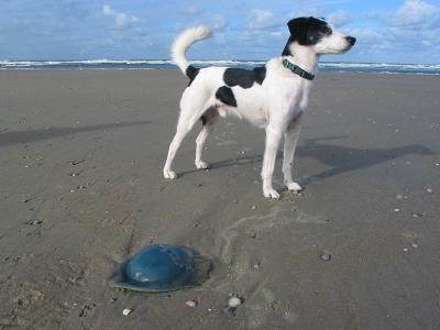 11:beach jellyfish