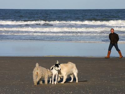 v3/44/306144/3/36241316.20041106JoopVlielandstrand02.jpg
