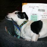 Joop's Dog Log - Saturday Dec 18