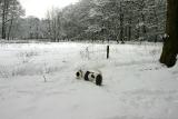 Joop's Dog Log - Wed March 02