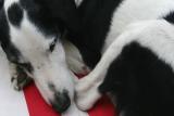 Joop's Dog Log - Tuesday August 02