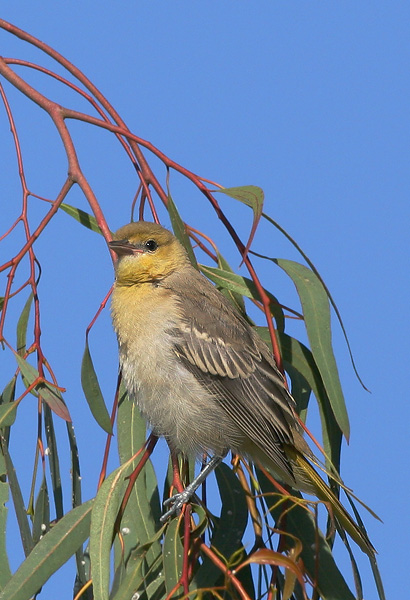 Bullocks Oriole, juvenile