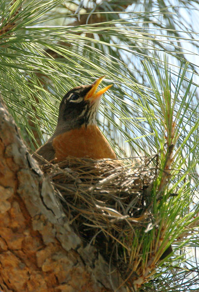 American Robin, on nest