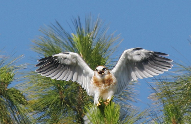 White-tailed Kite, juvenile