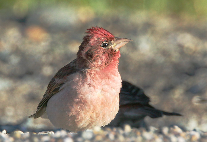 Cassins Finch, male