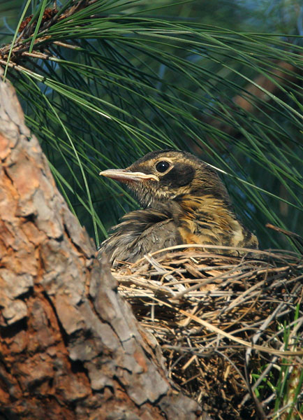 American Robin, nestling