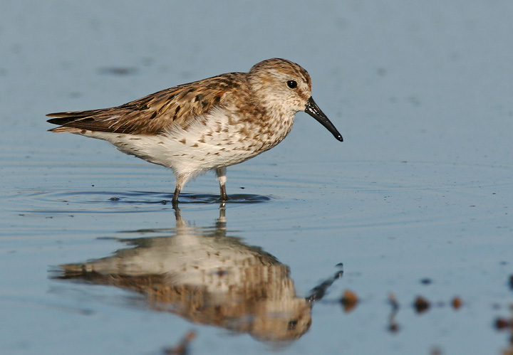 Western Sandpiper, fall breeding