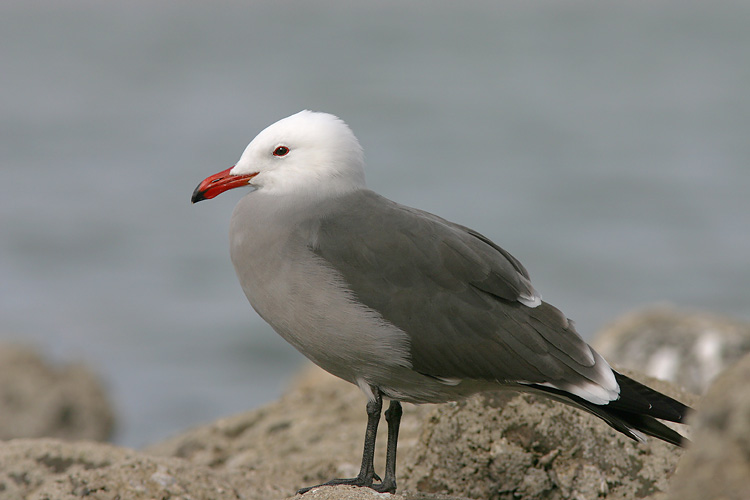 Heermanns Gull, breeding